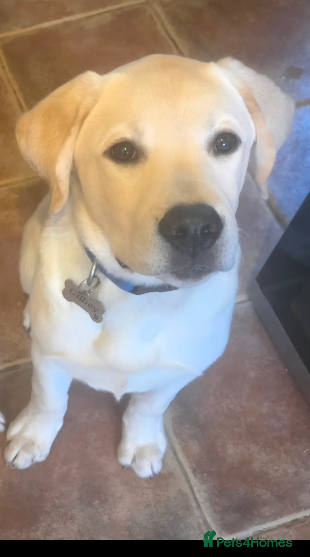 Labrador Retriever dogs for sale: Lovely male Labrador  - Advert 1