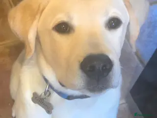 Labrador Retriever dogs Lovely male Labrador - Advert 1