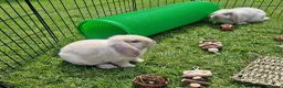 Mini Lop rabbits for sale: Gorgeous mini lop kits ready for new homes - Advert 4