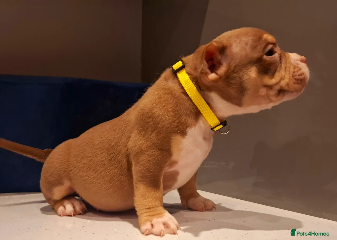 American Bully dogs for sale: American Bully Puppies  - Advert 5