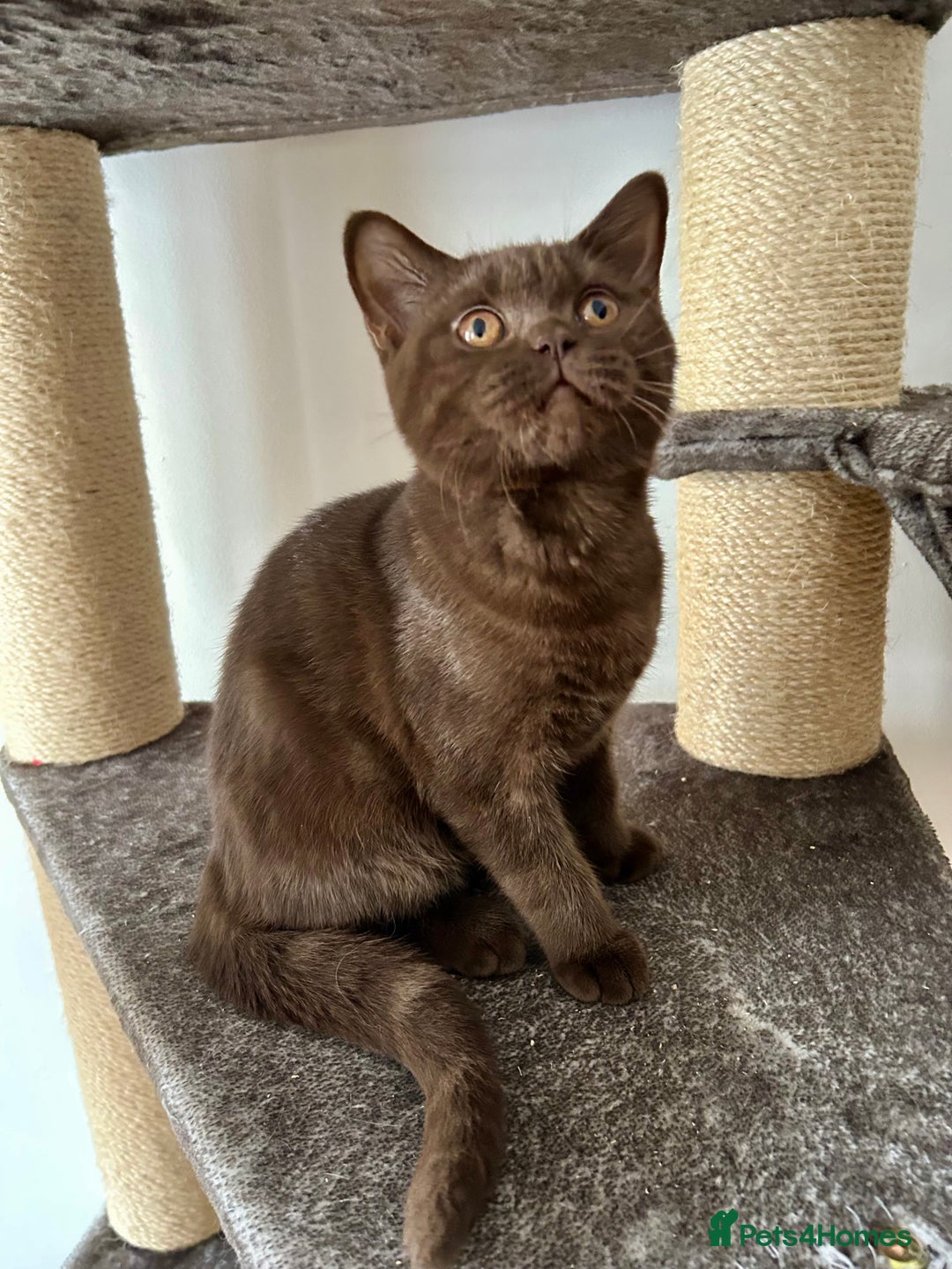 British Shorthair cats for sale: Female british shorthair cinnamon color - Image 2