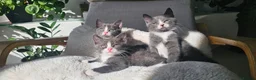 Russian Blue cats for sale: Russian Blue mix British Short Hair/grey and white - Advert 2