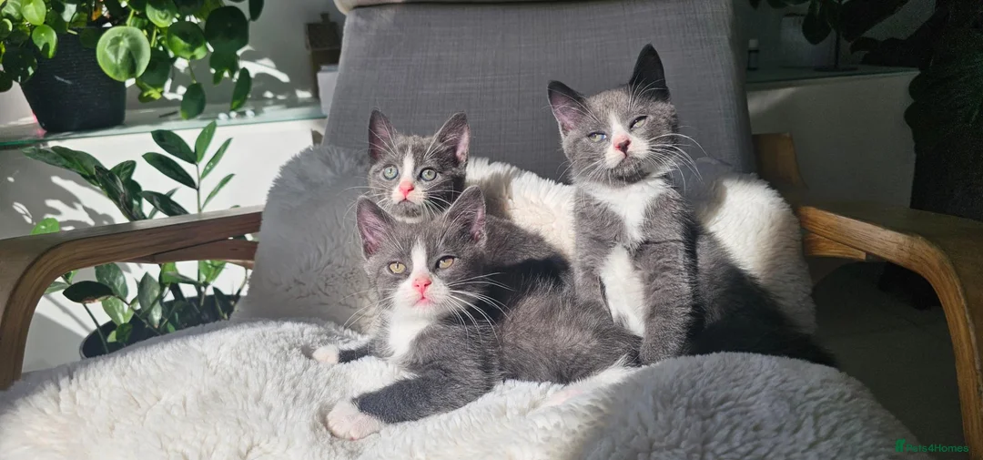Russian Blue cats for sale: Russian Blue mix British Short Hair/grey and white - Advert 2