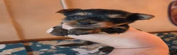 Yorkshire Terrier dogs for sale: Cute Yorkshire Terrier Babies 1 Boy 1 Girl - Advert 4