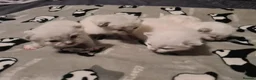 Ragdoll cats for sale: Ragdoll kittens  - Advert 5