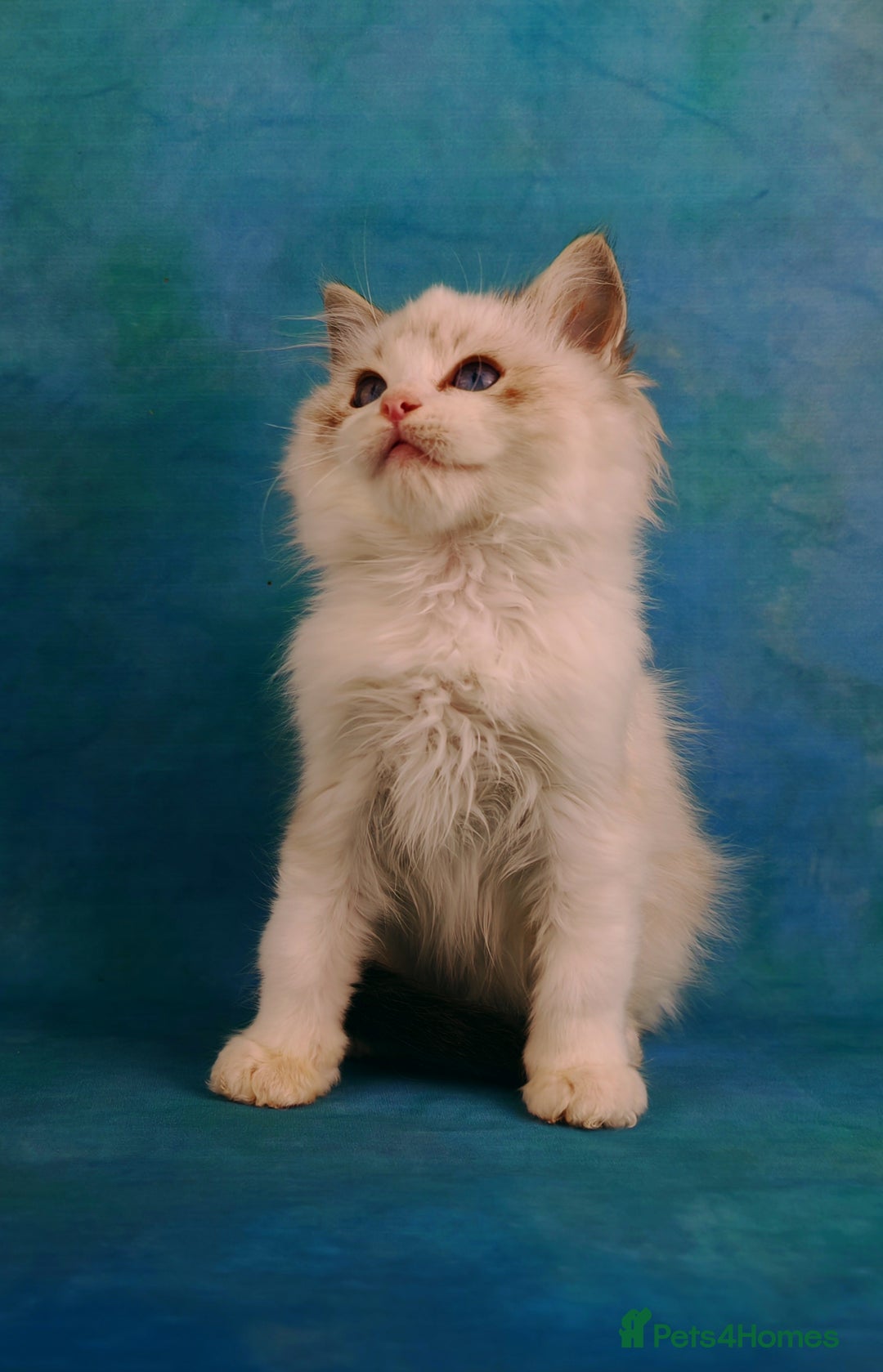 Ragdoll cats for sale: ❤️BEST KITTENS RAGDOLL❤️ CHAMPION REGIONAL WINNER  - Advert 28