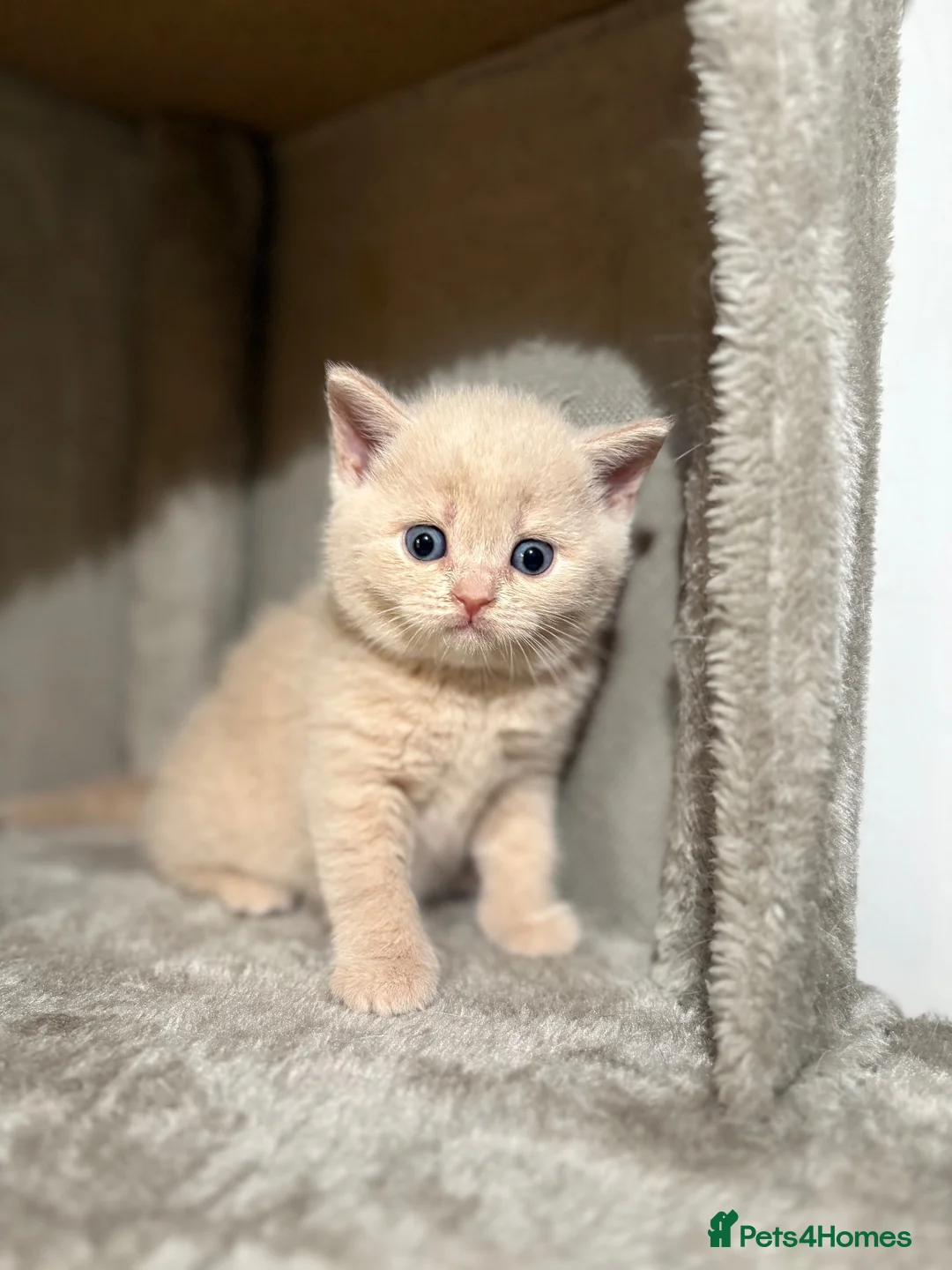 British Shorthair cats for sale:  🐾5 Beautiful British Shorthair Kittens🐱❤️ - Advert 2