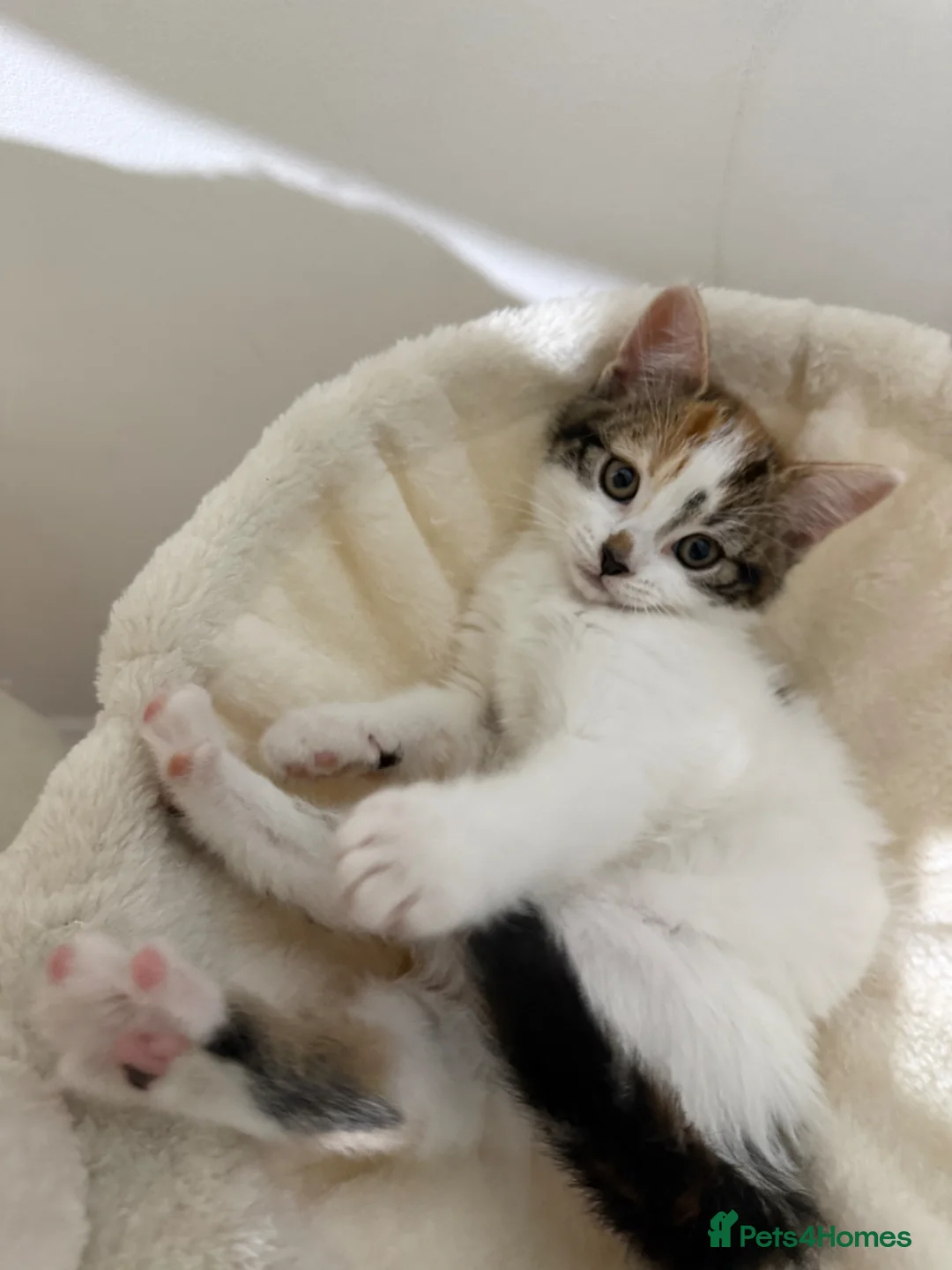 Mixed Breed cats for sale: A Calico female Kitten  - Advert 1