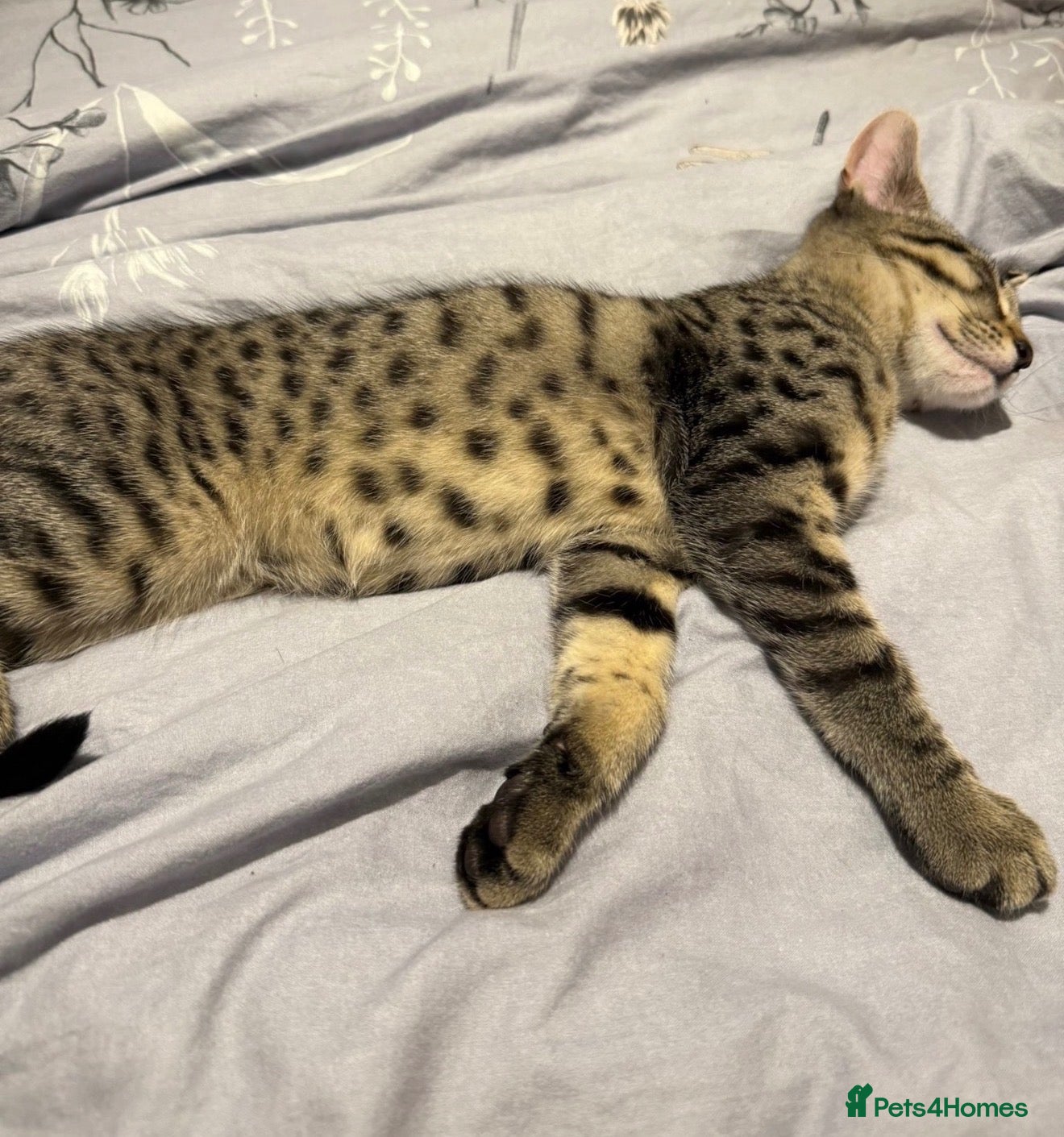 Savannah cats for sale: STUNNING markings beautiful Savannah kittens  - Advert 8