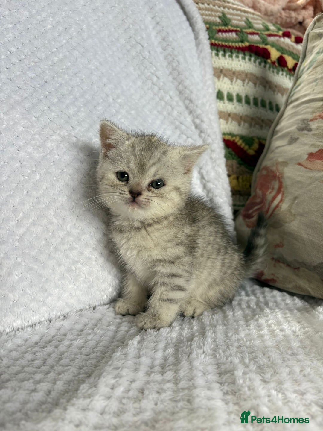 British Shorthair cats for sale: Gorgeous British shorthair kittens  - Advert 16