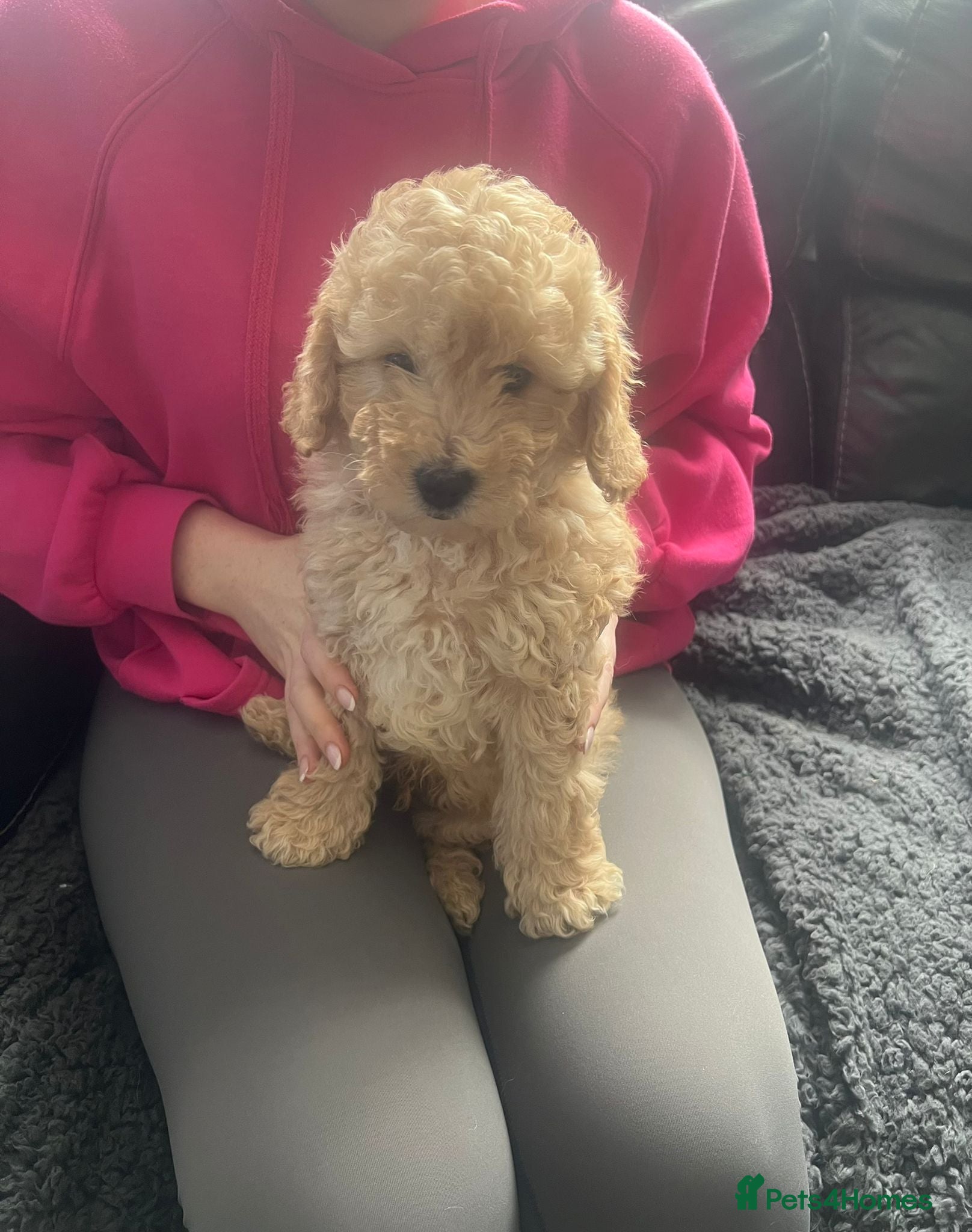 Poochon dogs Beautiful Poochon Puppies - Ready Now - Advert 7