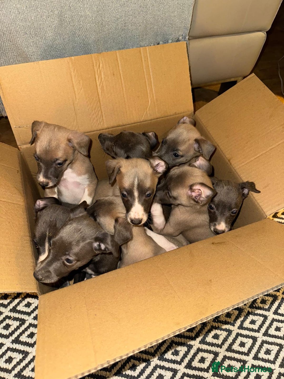 Whippet dogs for sale: Beautiful KC Whippet puppies  - Advert 1