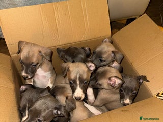 Whippet dogs Beautiful KC Whippet puppies - Advert 2