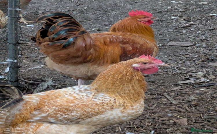 Chickens poultry - Advert 13
