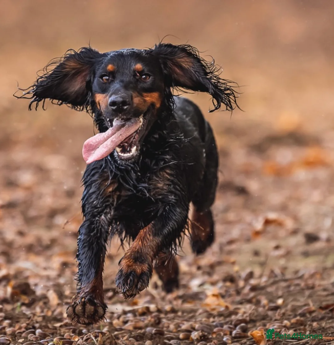 Cocker Spaniel dogs for stud: BEAUTIFUL Black and Tan ‘Brodie’ in Ross-on-Wye - Advert 2