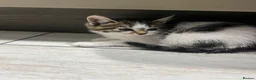 Mixed Breed cats for sale: 1 girl fluffy tabby - Advert 4