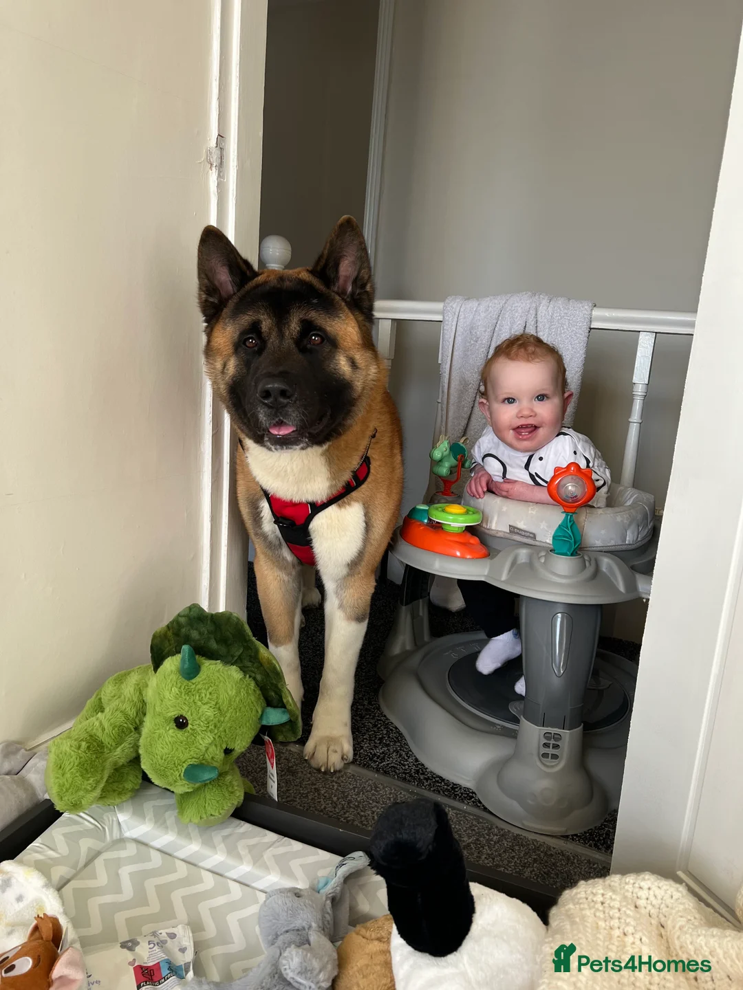 Akita dogs for sale: American Akita - Advert 3