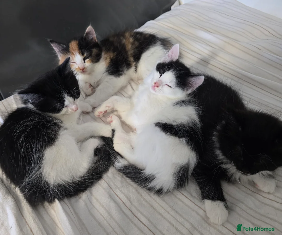 Mixed Breed cats for sale: Gorgeous mixed kittens 🥰 - Advert 2