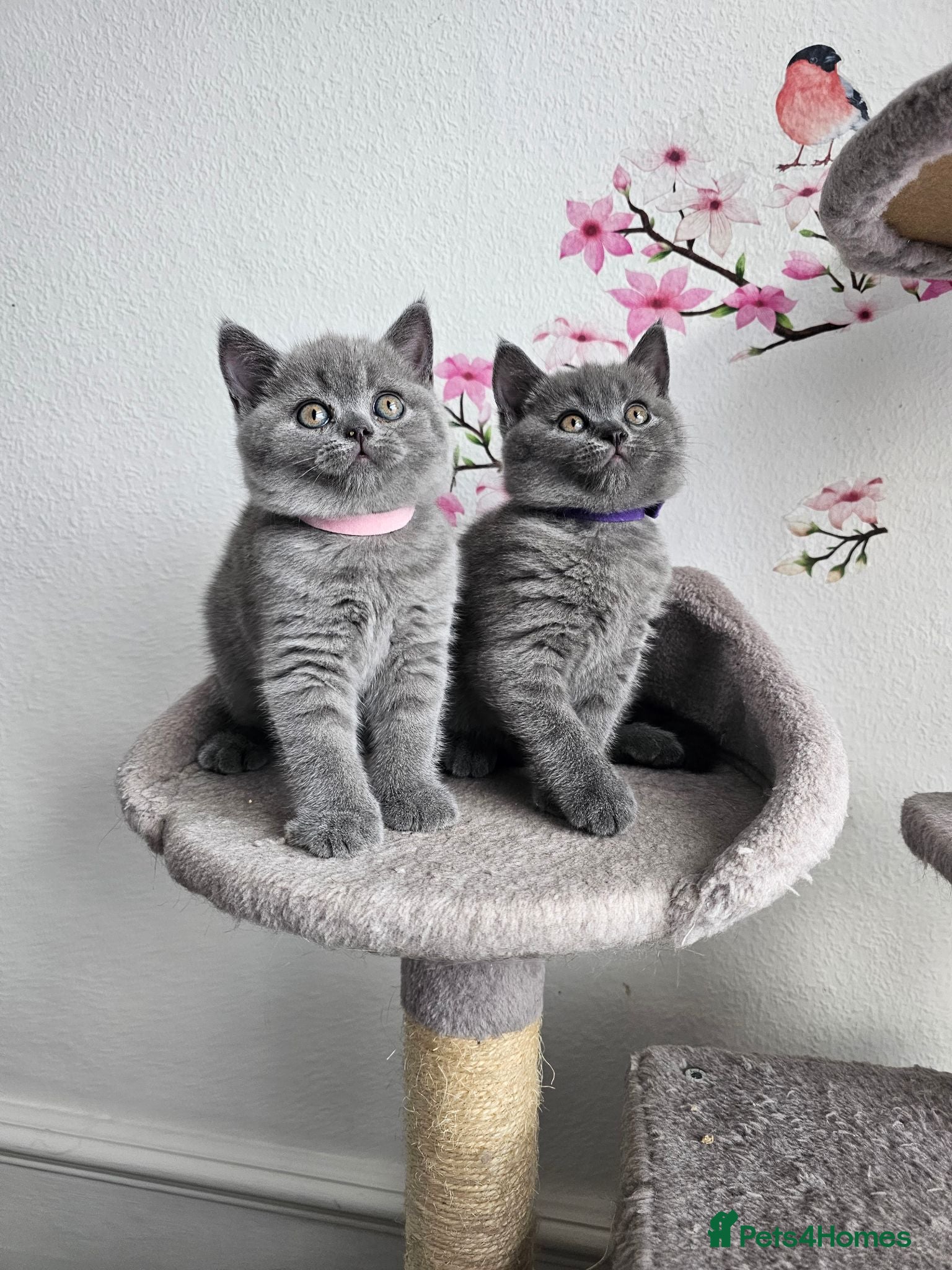 British Shorthair cats British Shorthair Kittens - Advert 1