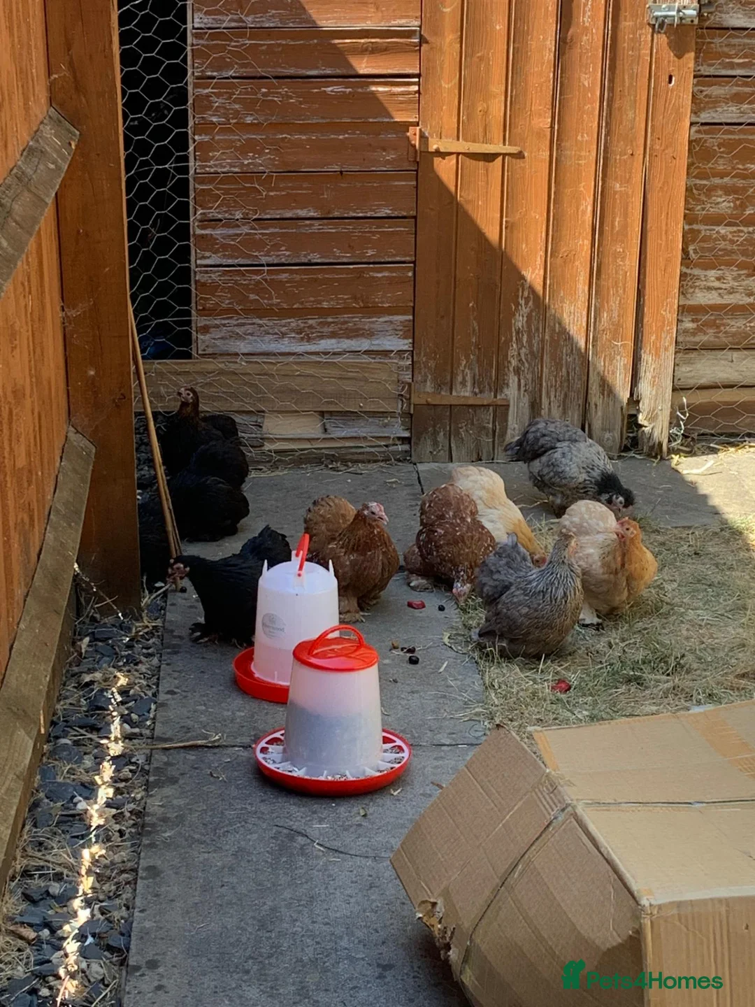 Chickens poultry for sale: 11 Rescued Chickens For Sale in Gloucester - Advert 5