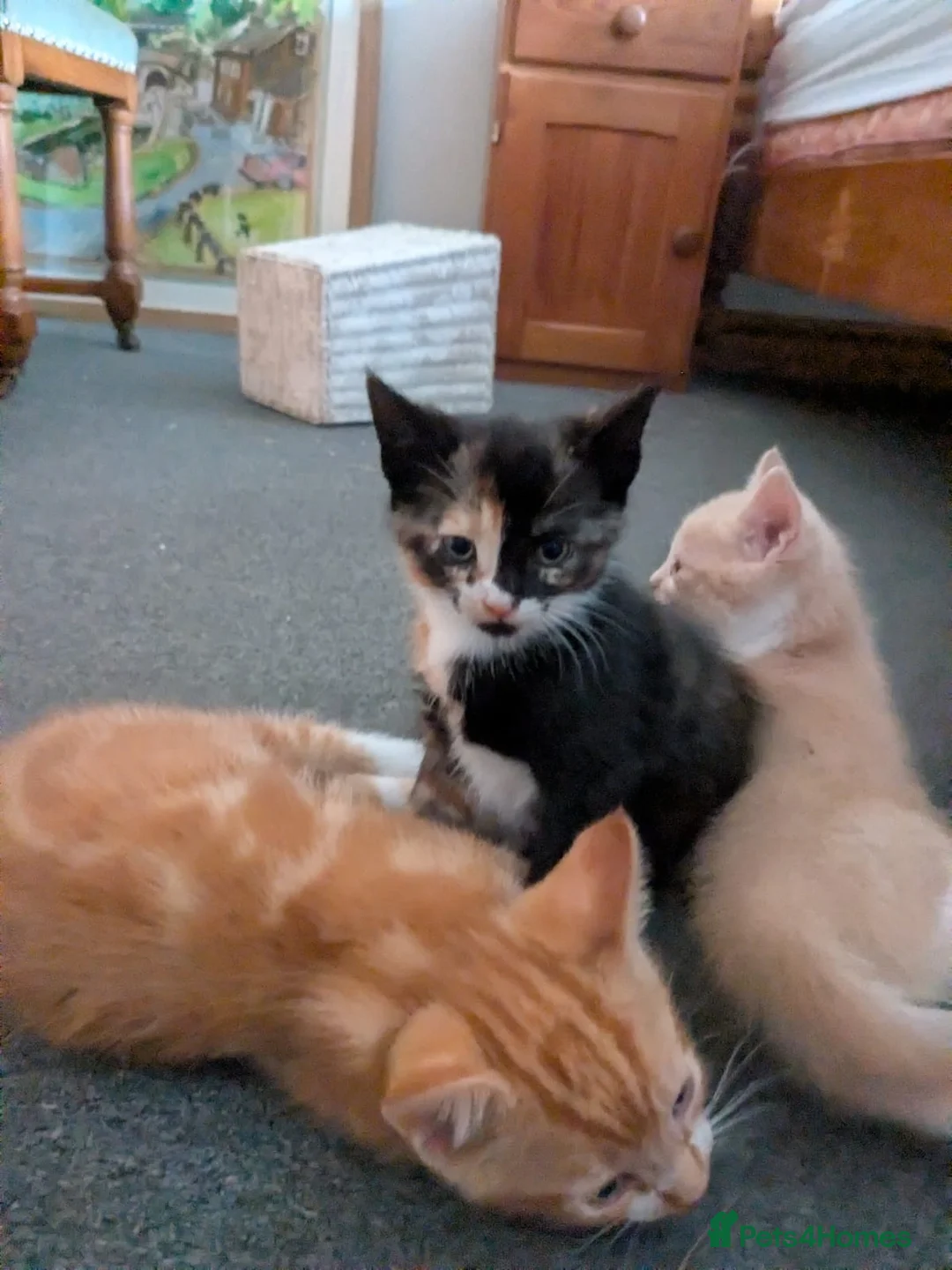 Mixed Breed cats for sale: Three pretty kittens for sale  in York - Advert 8