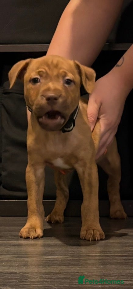 American Bull Staffy dogs 1 beautiful puppy available - Advert 7