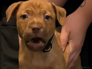 American Bull Staffy dogs 1 beautiful puppy available - Advert 1