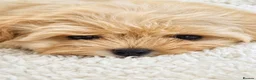 Maltipoo dogs for sale: Amazing TINY Korean Maltipoo Female Puppies. - Advert 8