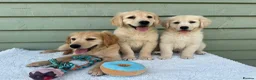 Golden Retriever dogs for sale: Golden Retriever Puppy - Advert 9