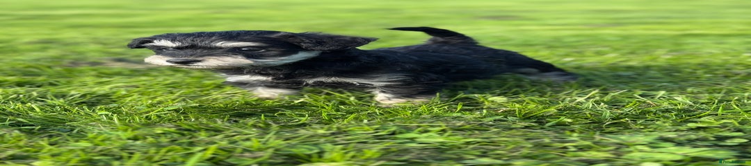 Schnoodle 5