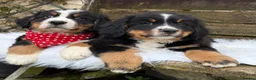 Bernese Mountain Dog dogs for sale: 🐾 Beautiful KC Bernese Mountain Dog Puppies 🐾  - Advert 12