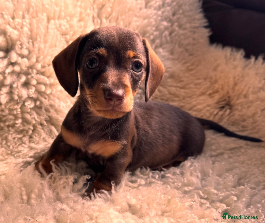 Miniature Dachshund dogs for sale: BEAUTIFUL MINI DACHSHUND PUPPIES READY NOW - Image 39