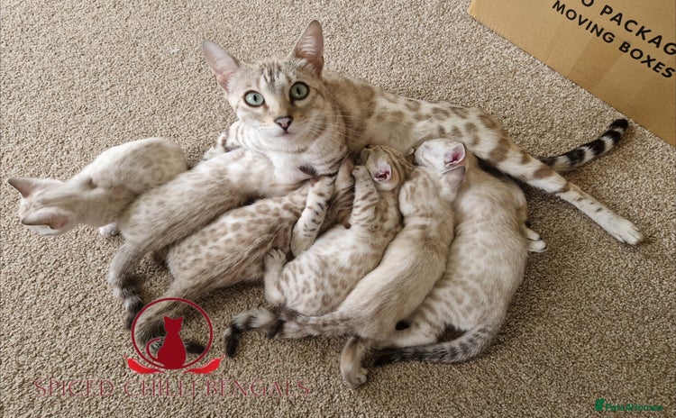 Bengal cats - Advert 3