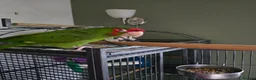 Conures birds for sale: Mitred Conure  - Advert 2