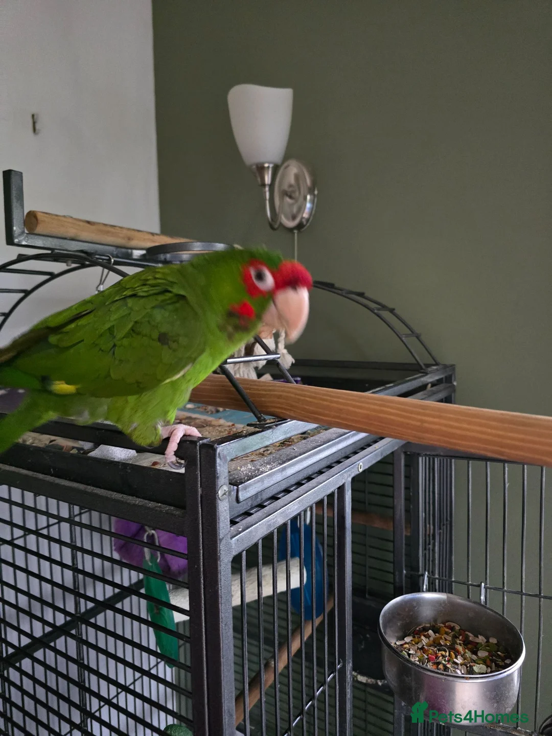 Conures birds for sale: Mitred Conure  - Advert 2