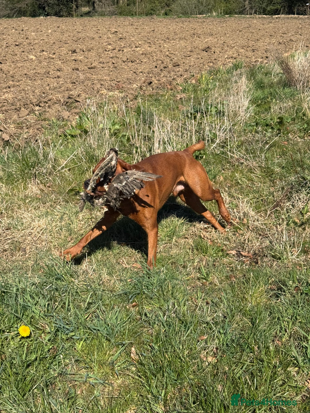 Labrador Retriever dogs for stud: Labrador Stud Sam with the perfect 0’s.  - Advert 6