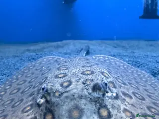 Other/Mixed Breed fish Stingray for sale!! - Advert 21