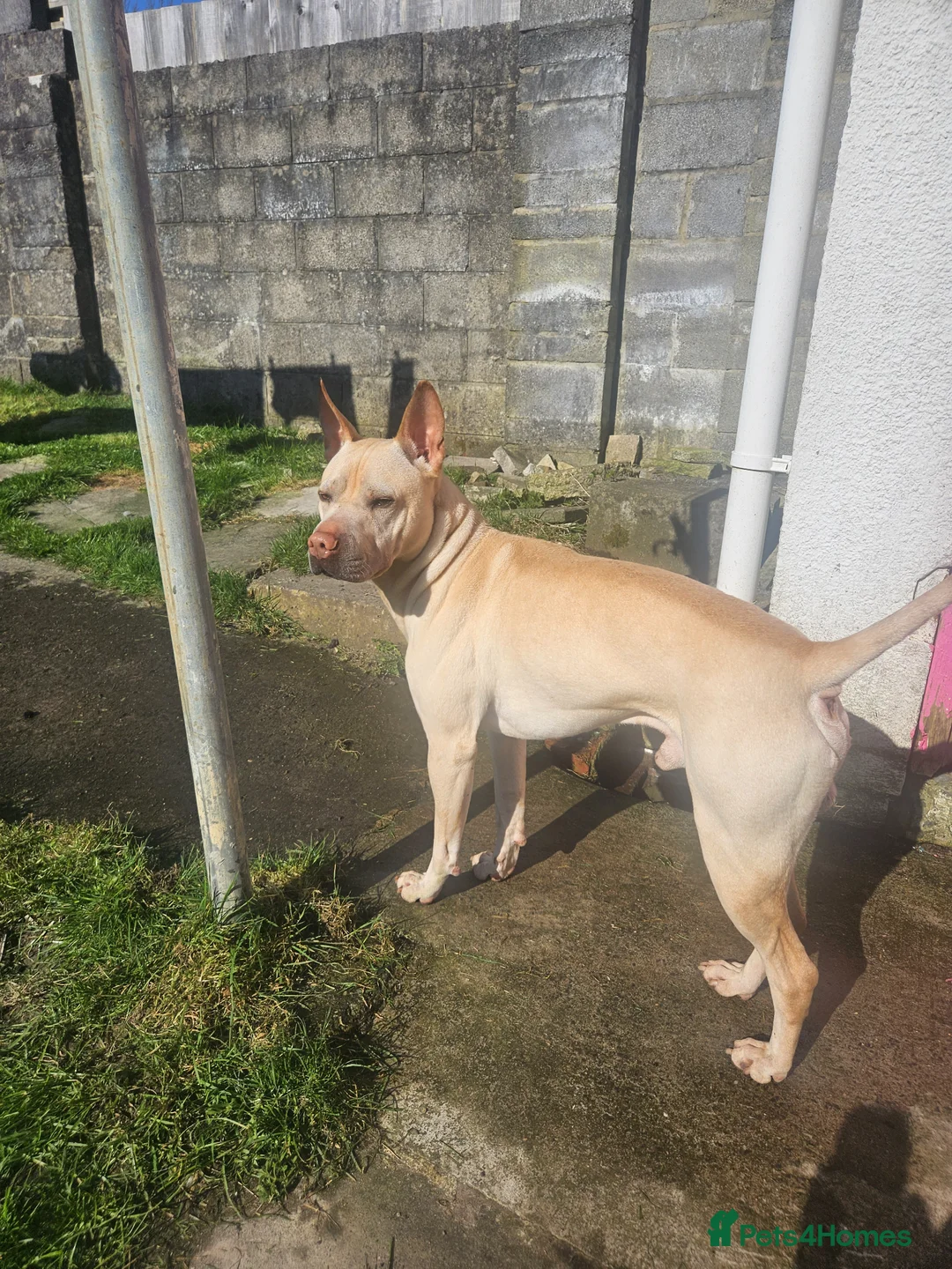 Mixed Breed dogs for stud: Stud here.  in Neath - Advert 1