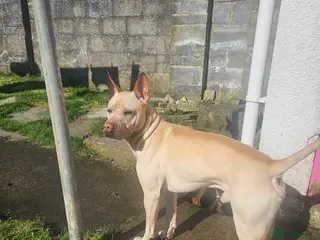 Mixed Breed dogs Stud here. - Advert 5