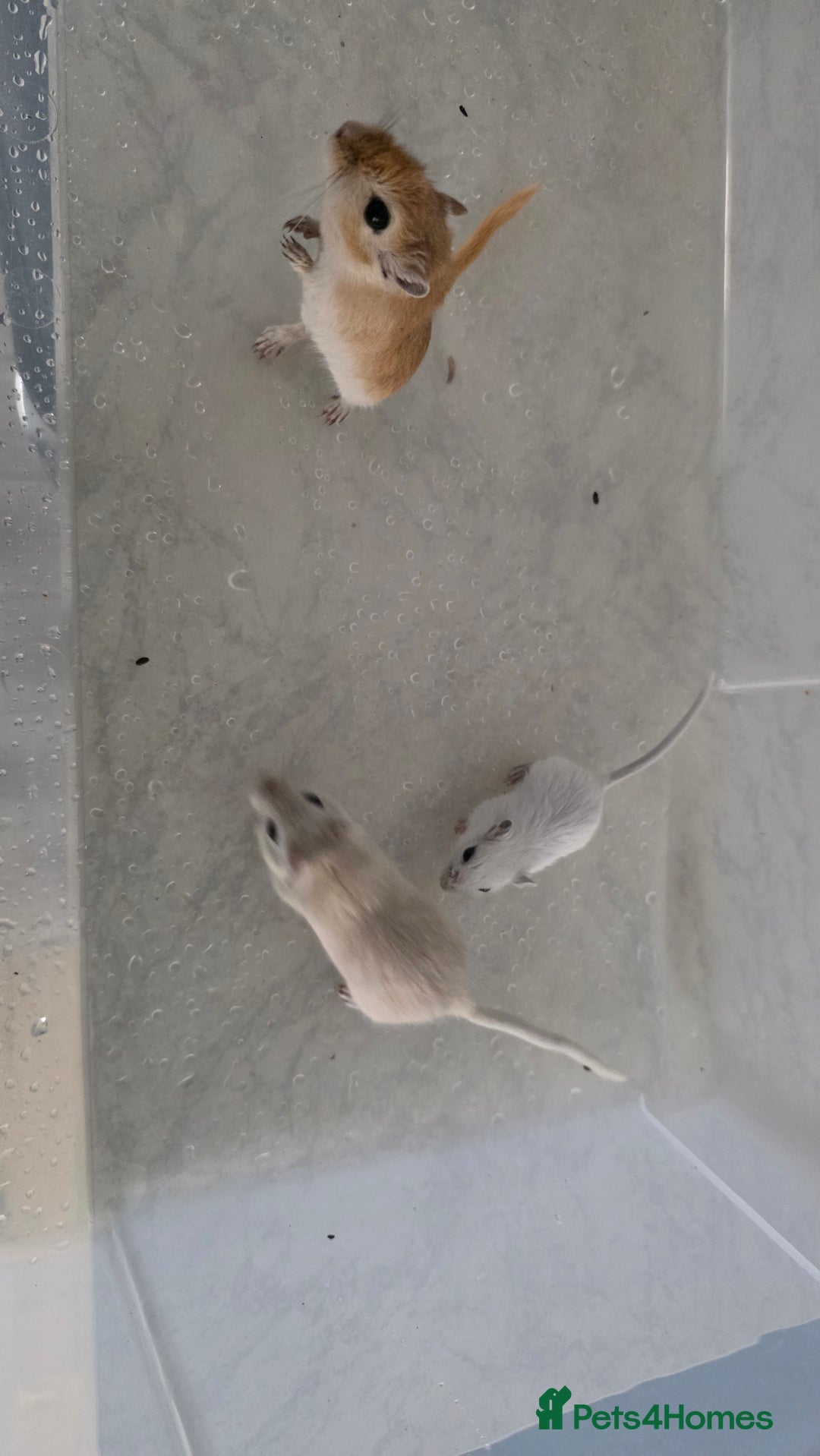 Gerbil rodents for sale: 3×Gerbils and Cage  - Image 2
