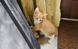 British Shorthair cats for sale: 4 Beautiful Kittens - Image 4