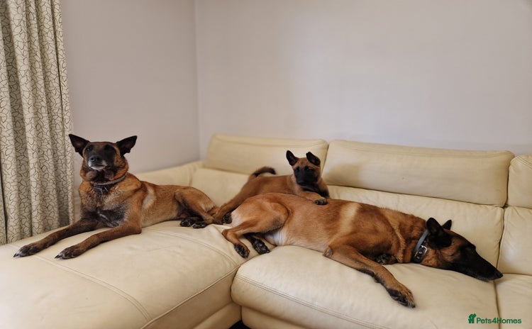 Belgian Shepherd Dog dogs in Rugby - Advert 6