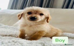 Labradoodle dogs for sale: Gorgeous F1 Labradoodle puppies  - Image 8