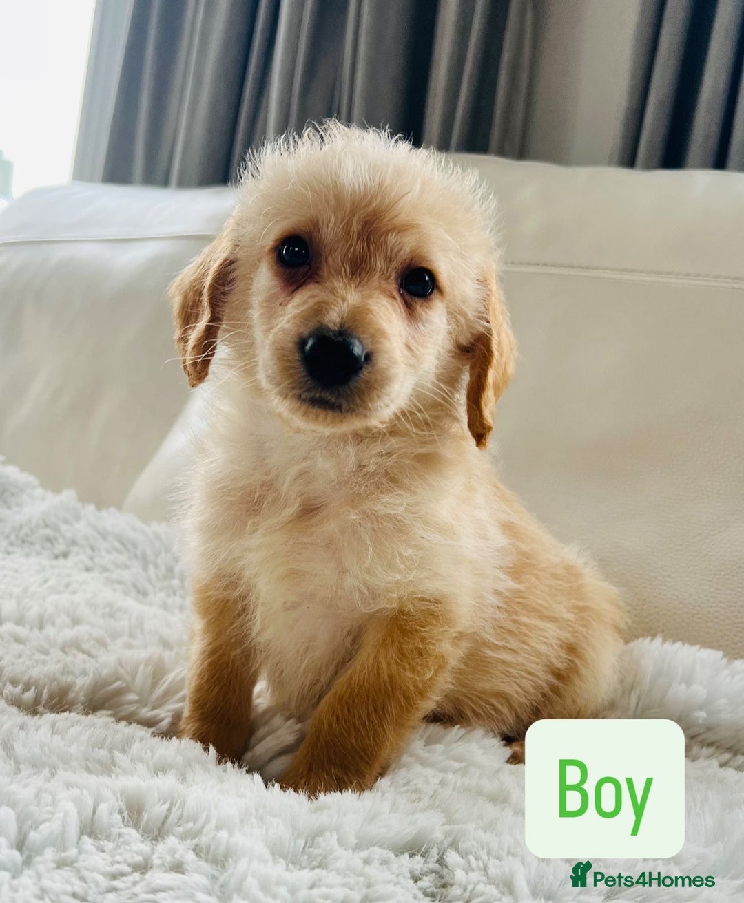Labradoodle dogs for sale: Gorgeous F1 Labradoodle puppies  - Image 8