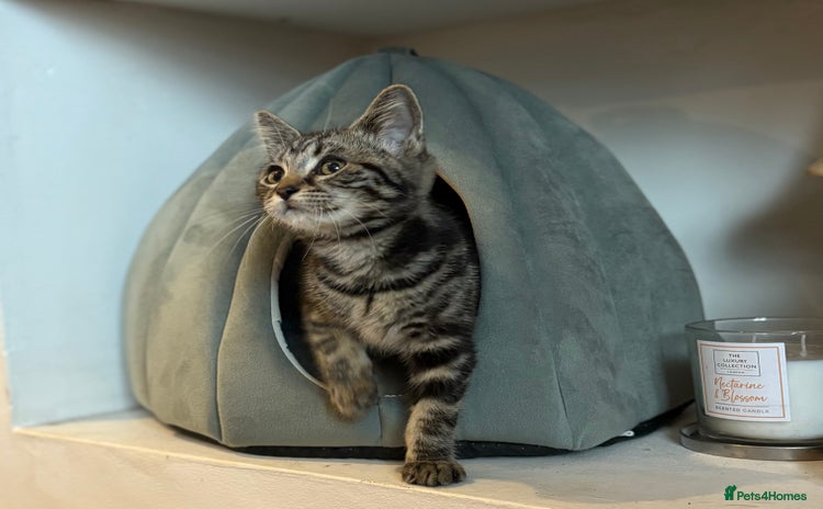 Ragdoll cats Ragdoll x British shorthair girl kitten - Advert 2