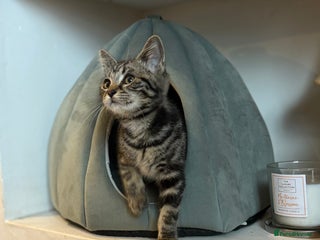 Ragdoll cats Ragdoll x British shorthair girl kitten - Advert 5