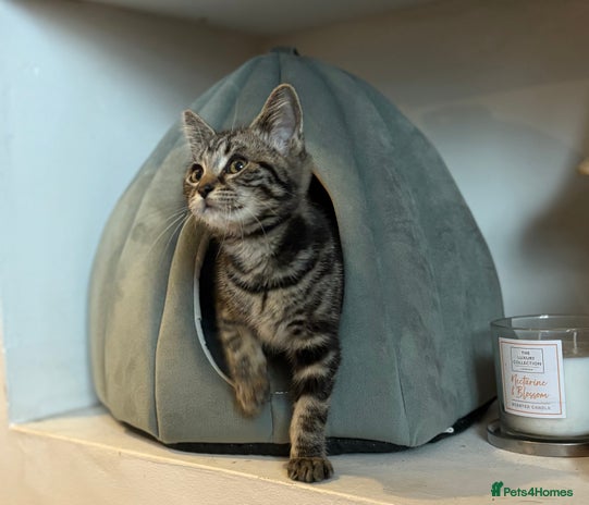 Ragdoll cats Ragdoll x British shorthair girl kitten - Advert 2