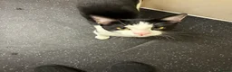 Mixed Breed cats for sale: Male cat mixed breed black and white - Advert 5