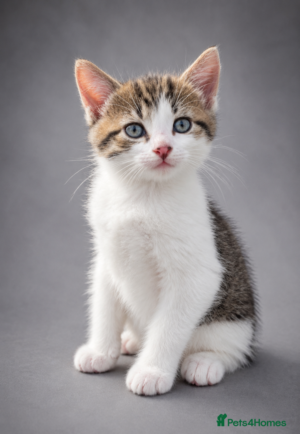 Norwegian Forest Cat cats Norwegian Forrest Cat mix bread  - Advert 2