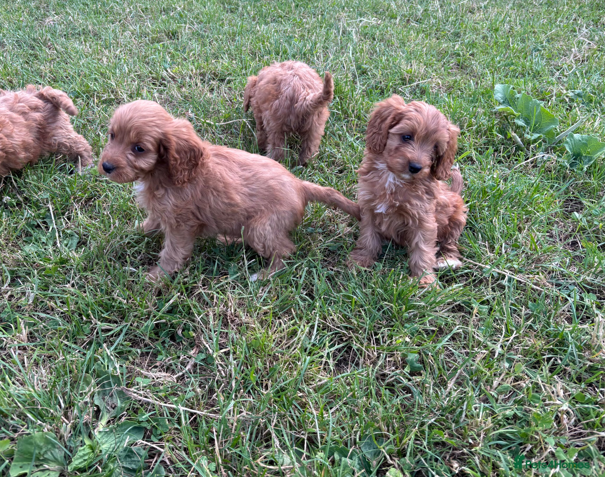 Cavapoo dogs for sale: Beautiful red girls and boys available  in Sittingbourne - Advert 17